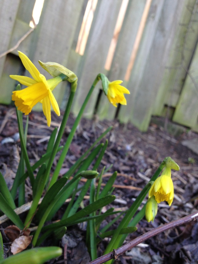 the first teeny tiny daffodils in Mum's garden
